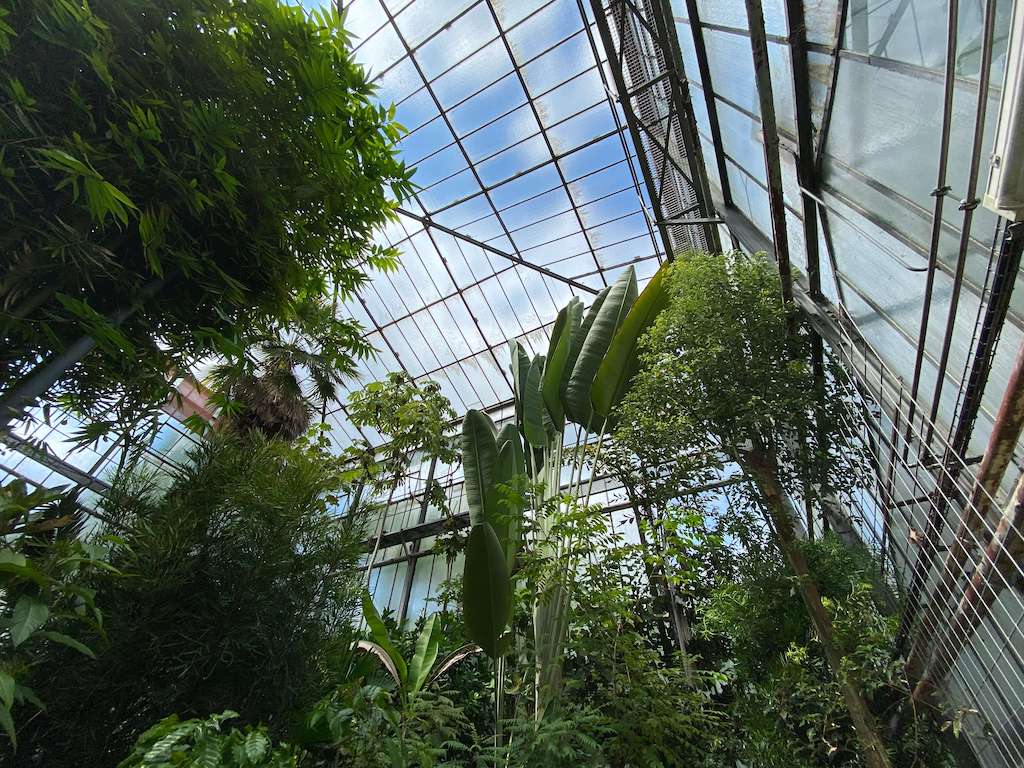 Riesige tropische Pflanzen im Gewächshaus des Botanischen Gartens.