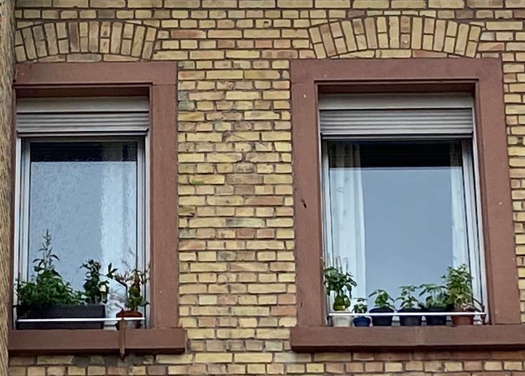 Das Fensterbrett: Ein Lebensraum für Basilikum, Ampfer, Pfefferminze und Insekten.