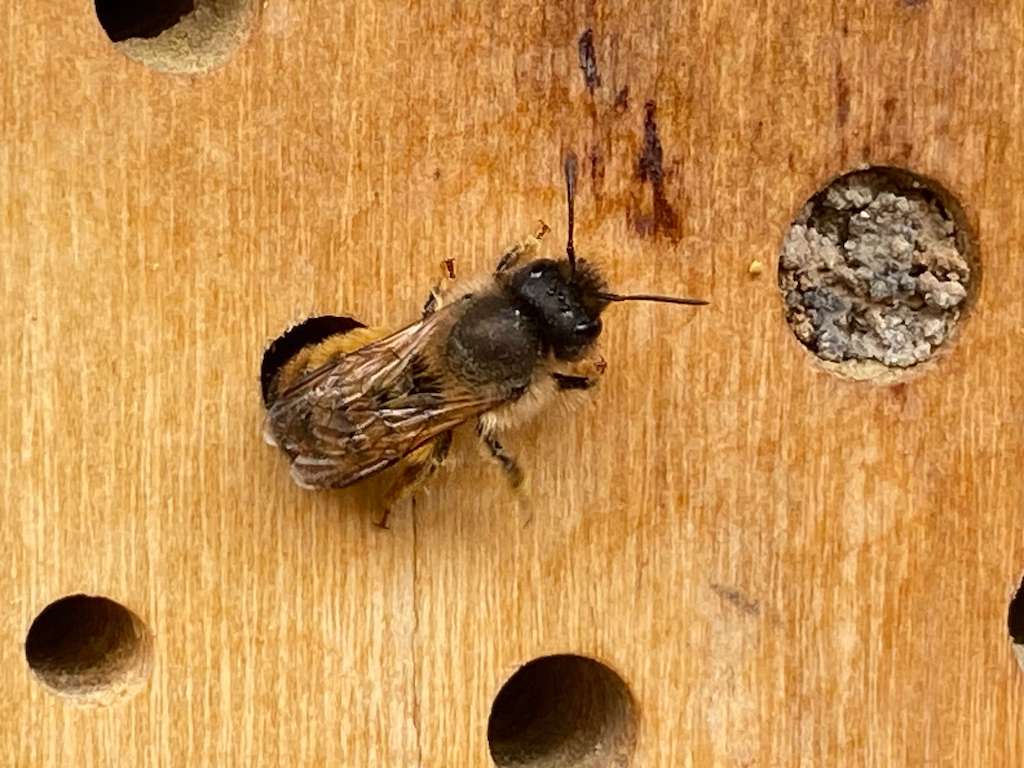 Wildbiene versorgt ihren Nachwuchs, die Larven, mit Pollen