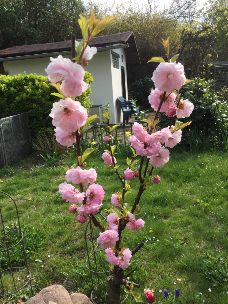 Blüte vom jungen Pfirsichbaum