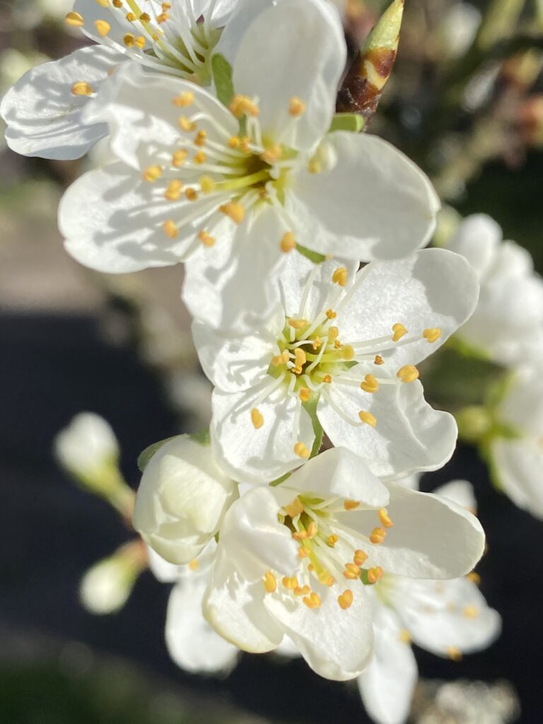 Blüte Pflaumenbaum