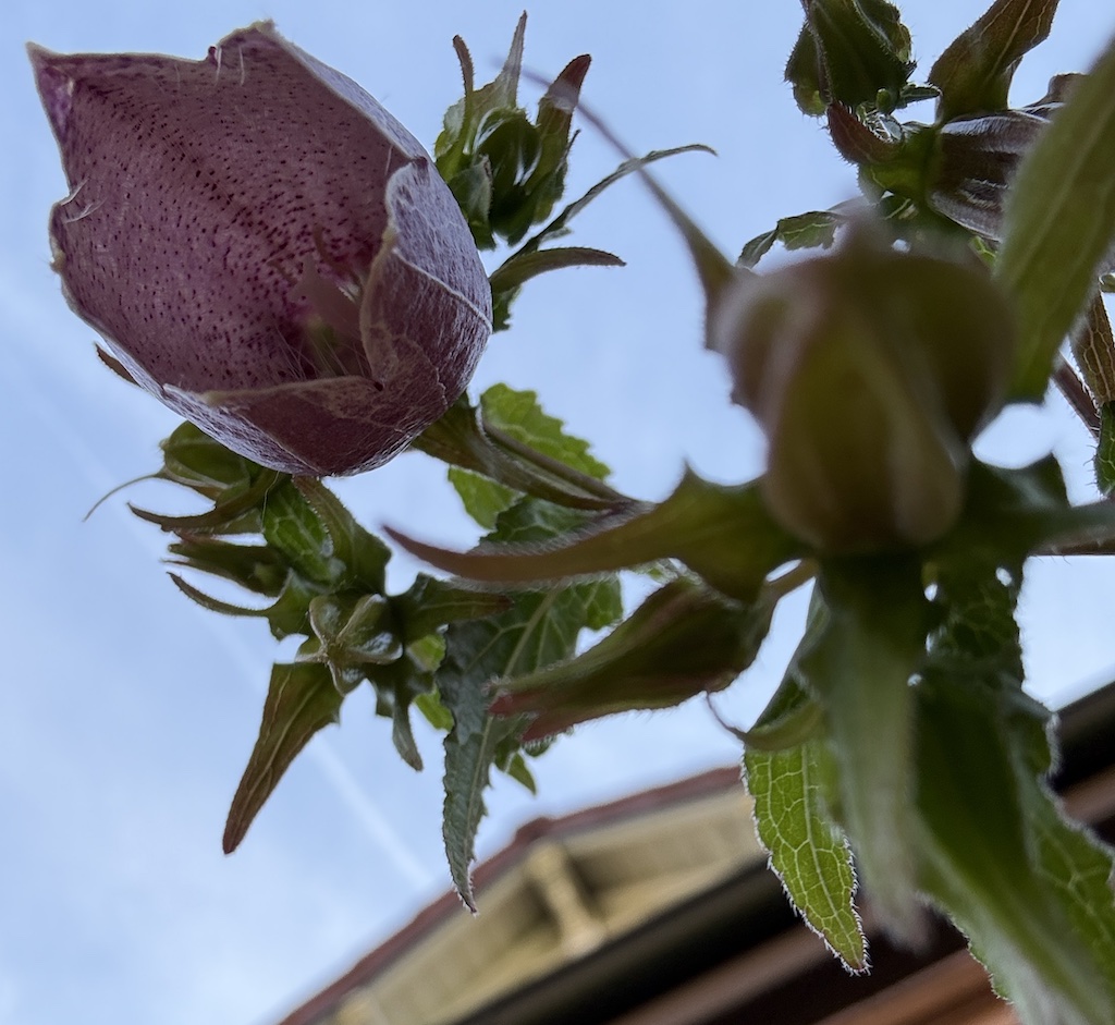 Die kirschrote Blüte der Campanula punctata Bowls of Cherry. Die dunklen Punkten sind deutlich erkennbar.