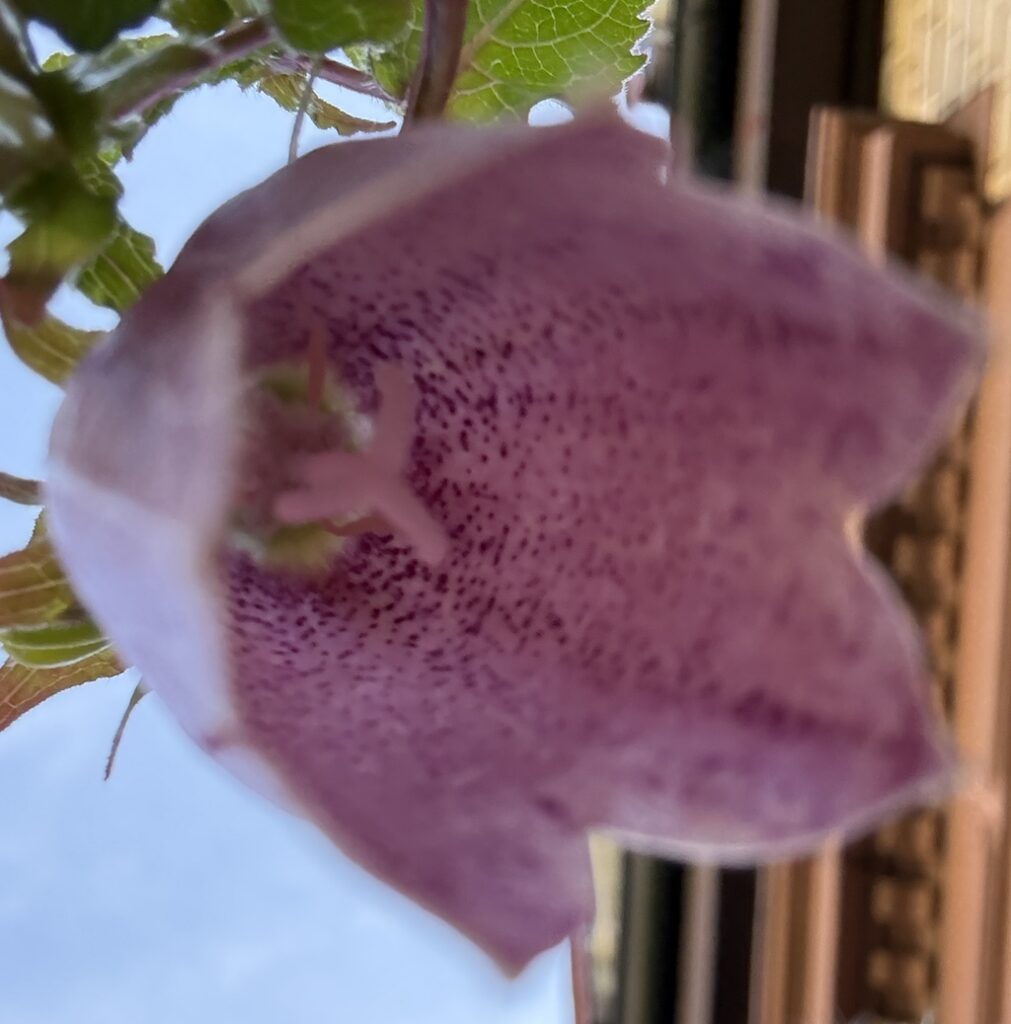 Wie mag wohl eine Hummel oder Wildbiene so eine Glockenblume wahrnehmen?