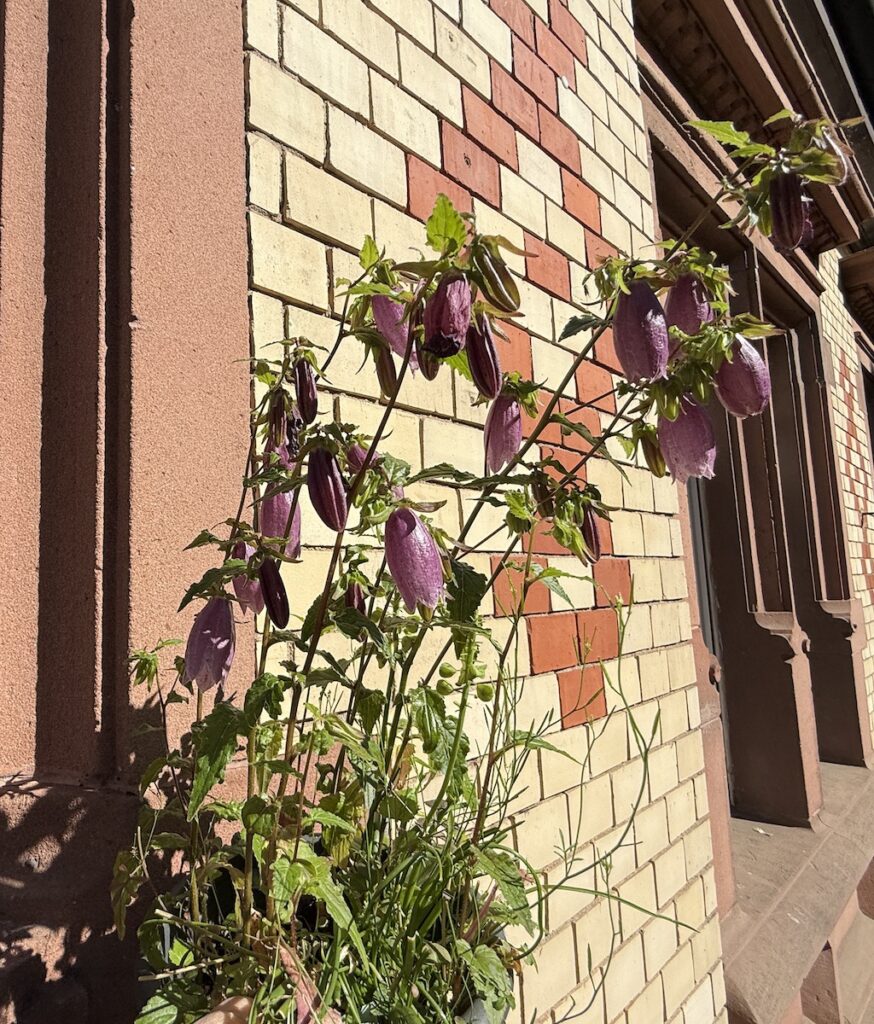Dieses Jahr blüht meine Campanula prachtvoll.