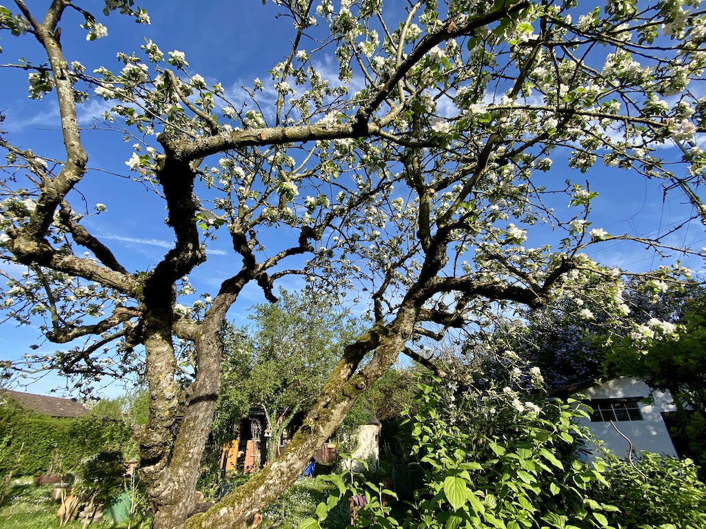 Reiche Ernte im Garten