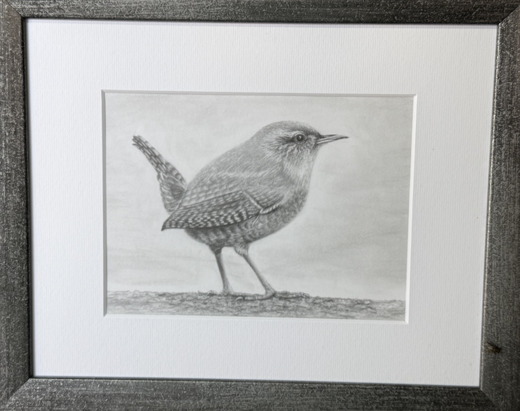 Barbara Drollinger zeigt fotorealistische Vogelzeichnungen bei Kunst im Garten 2026