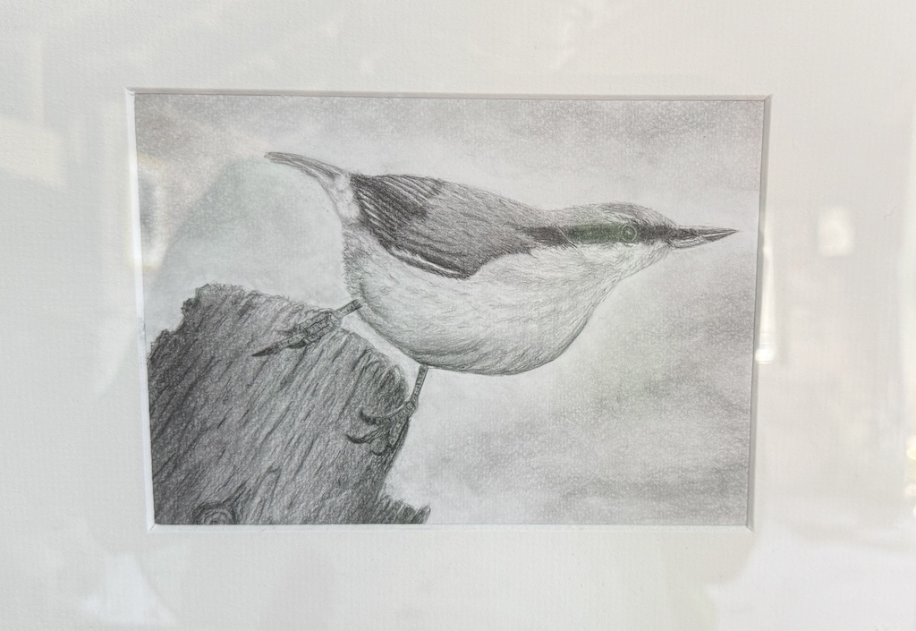 Barbara Drollinger zeigt fotorealistische Vogelzeichnungen bei Kunst im Garten 2026