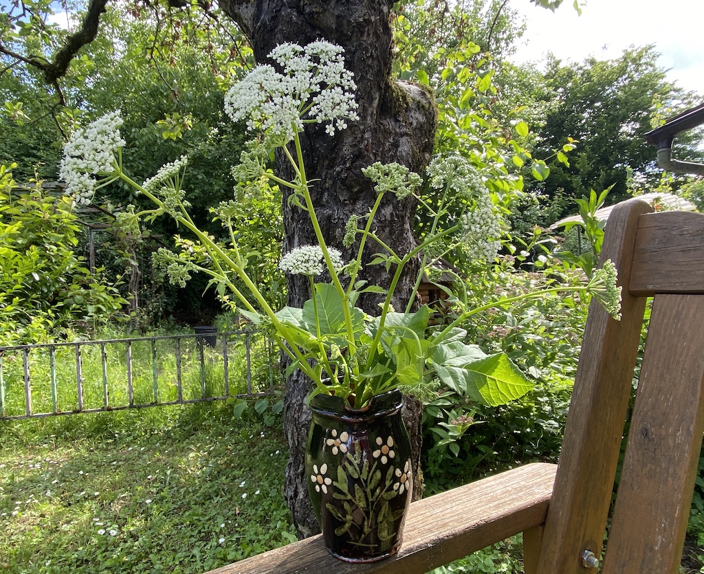Die flachen, weißen Dolden des Gierschs sind für Schmetterlinge, Wildbienen und Käfer eine gute Nahrungsquelle.