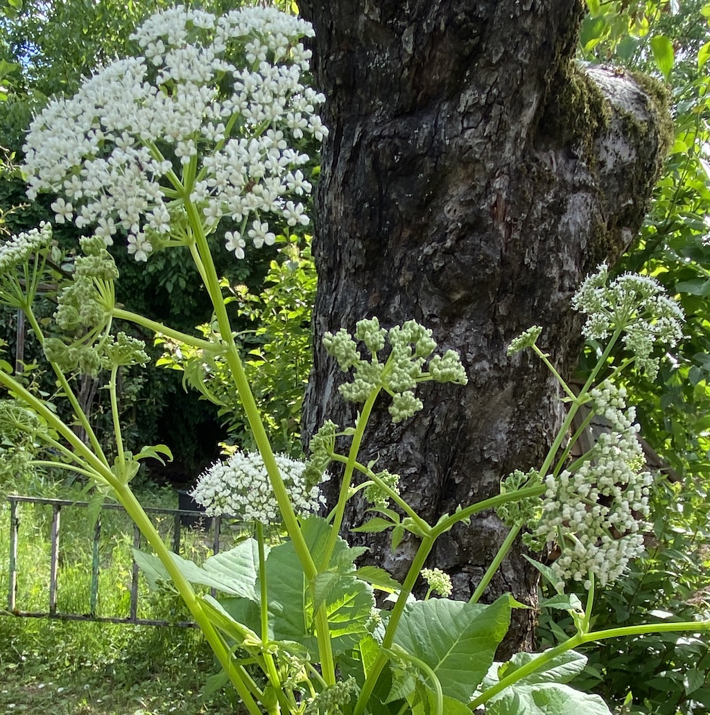 Giersch im Garten: Wildgemüse und Bodendecker