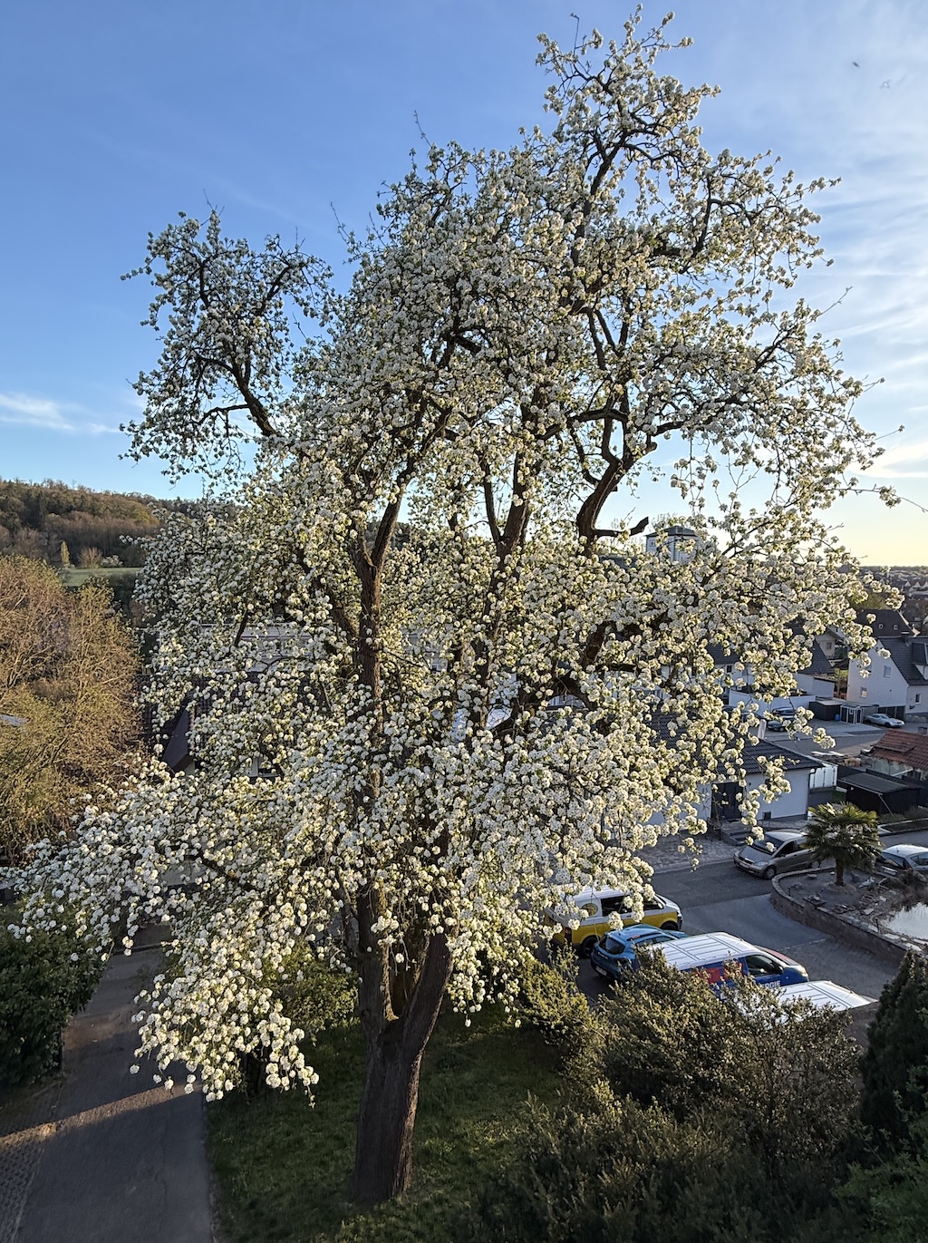 Kennt ihr die Mostbirne?